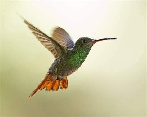 Awe-Inspiring Moments with PBS Hummingbirds